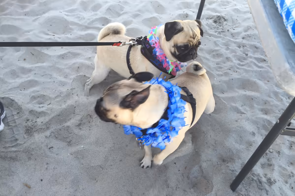 Pug Park
